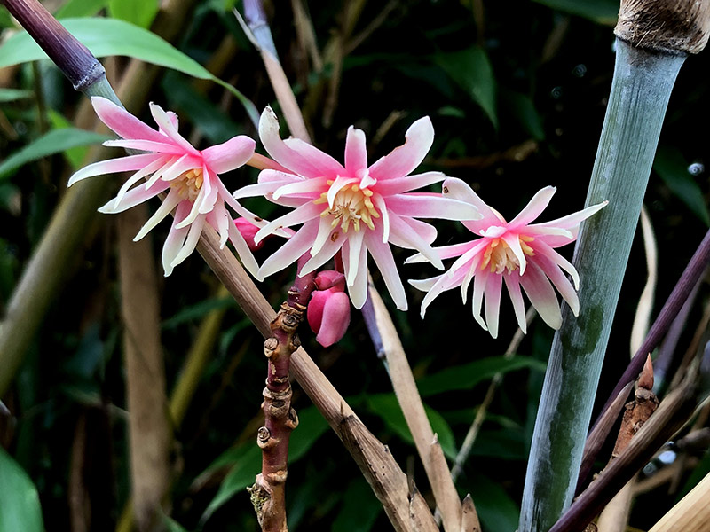 1-Illicium-sp..jpg